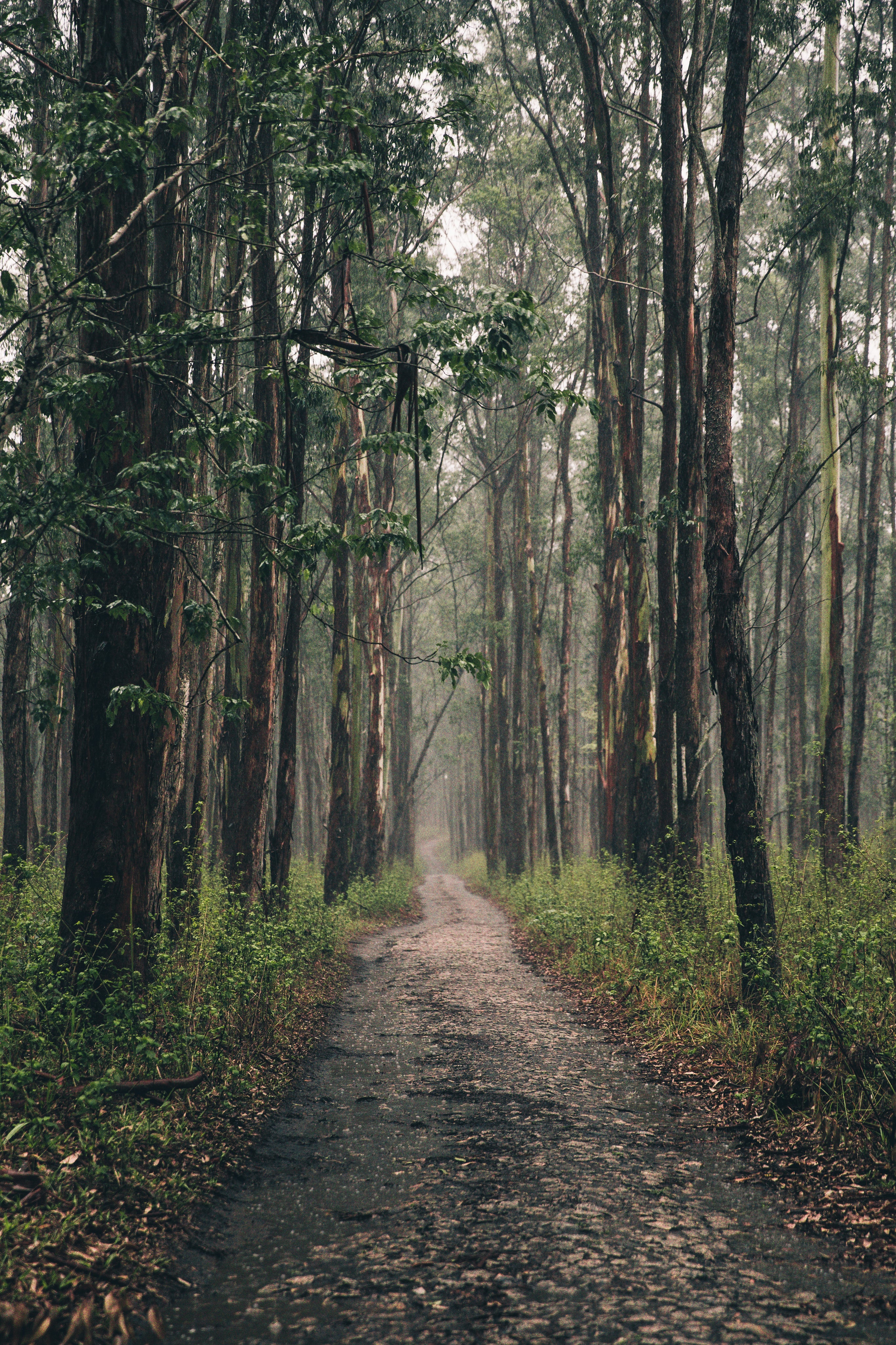Forest path background for Dr. Bhangra
